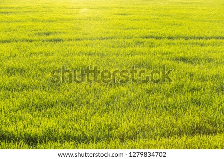 Beautiful green grass floor