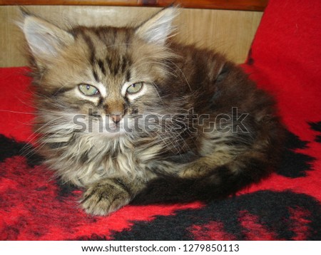 Little fluffy kitten comfortably settled on a country chair.