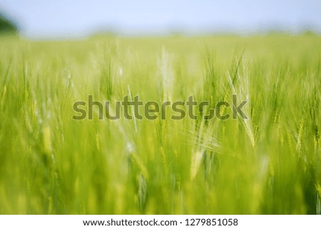 green wheat field texture 