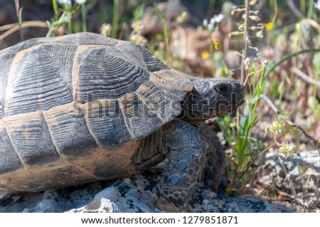 mountain life turtle