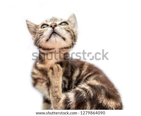 Grey striped funny cat isolated on white background
