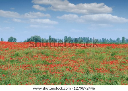Poppies flower field countryside landscape