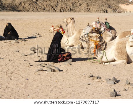 camels in Egypt at rest