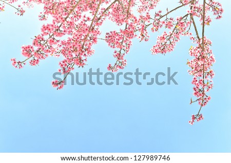 thailand Sakura pink flower in ChiangMai, Thailand
