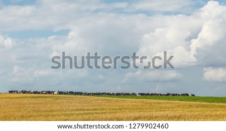A herd of cows in a meadow in Belarus.