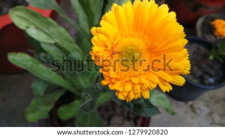 Calendula Yellow Flower in the Garden