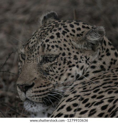 Leopard Profile Pic