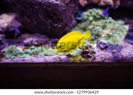 The bright yellow sea fish floats in the aquarium against the background of stones. Life in the oceanarium.