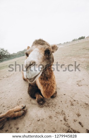 Camel bactrianus. Selective focus