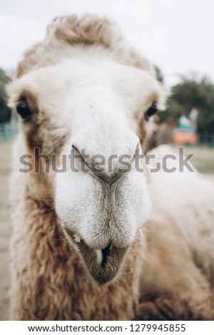 Camel bactrianus. Selective focus