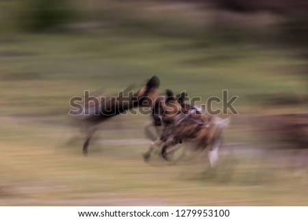 Motion Blur picture of African Wild Dogs