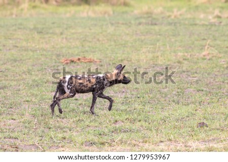 African Wild Dogs in the Okavango Delta, Botswana