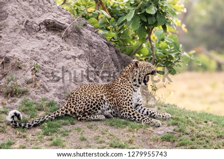 Leopard on  a termite mount, Okavango Delta, Botswana