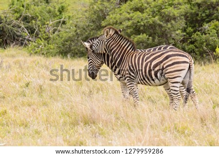 Two young zebras playing by biting and kicking each other in a national park