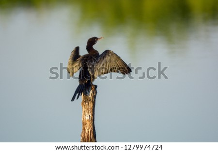 Little Cormorant , Black bird. stand for drying its wings.