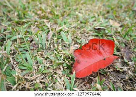 red dry leaf on the floor with little grass