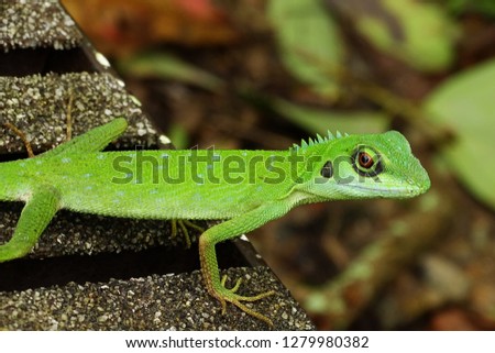 Green Crested Lizard                               