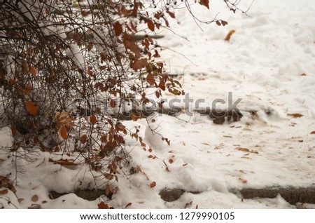 A couple of steps covered by snow behind the bush with red leaves. Colorful picture in winter time. Nice background.