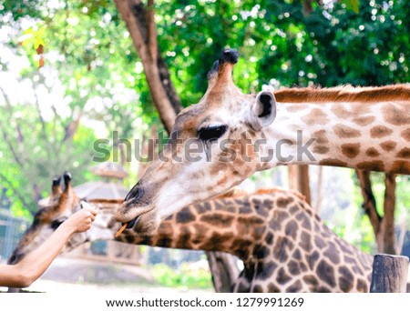 Giraffe eats leaves