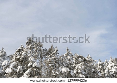 Frozen winter forest with snow covered trees. Frosty day, calm wintry scene. Location  Europe. Ski resort. Great picture of wild area. Tourism concept. Winter mountain snow forest scene.