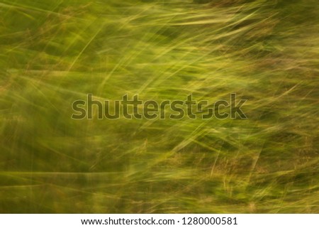 Green grass at summer background or texture