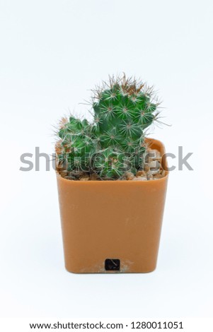 Closeup picture Thelocactus bicolor beautiful cactus Isolate on white background.