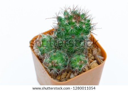 Closeup picture Thelocactus bicolor beautiful cactus Isolate on white background.
