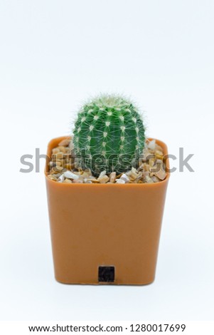 Closeup picture Eriocactus leninghausii beautiful cactus Isolate on white background.
