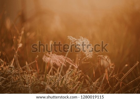 Background with weeds and magic of light at twilight in the autumn, colorful picture use for design advertising, printing and more