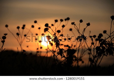 Background with weeds and magic of light at twilight in the autumn, colorful picture use for design advertising, printing and more