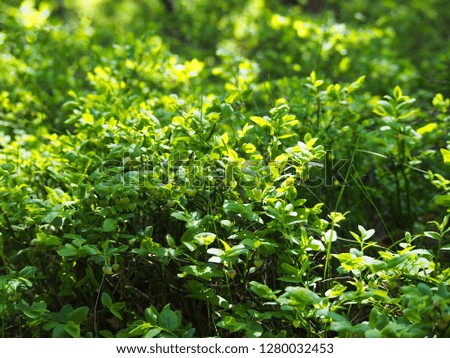 Picture of a green bush in the summer garden. Photo of plant on sunny day. Warm sunlight on green fresh leaf. Beautiful shrub outdoor background image.