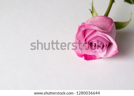 pink rose on a white background close-up

