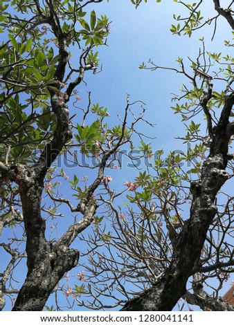 Branches of plumeria tree against blue sky background 
