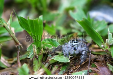 Hyllus diardi is a genus of the spider family Salticidae ,jumping spiders in the garden 
