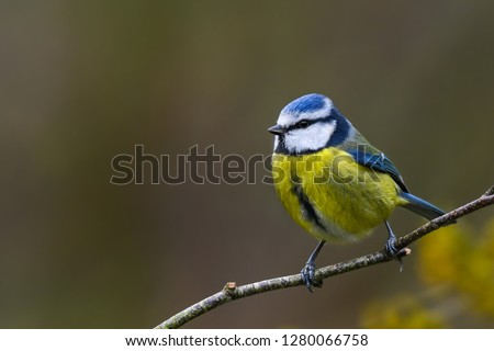 Two blue tits (Cyanistes caeruleus), in springtime with yellow flowers in background. One bird out of focus in flight. Devon, UK, March Royalty-Free Stock Photo #1280066758