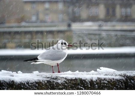 Common gull sits on a concrete embankment fence in the snow in winter.                              