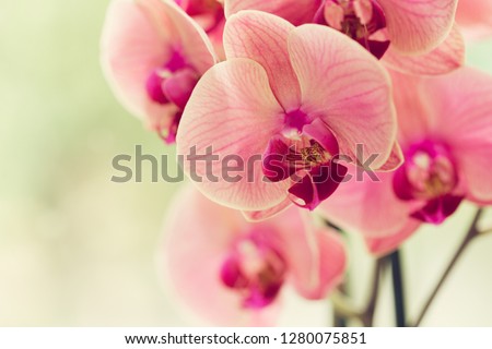 Branch of blooming pink orchid close up Royalty-Free Stock Photo #1280075851