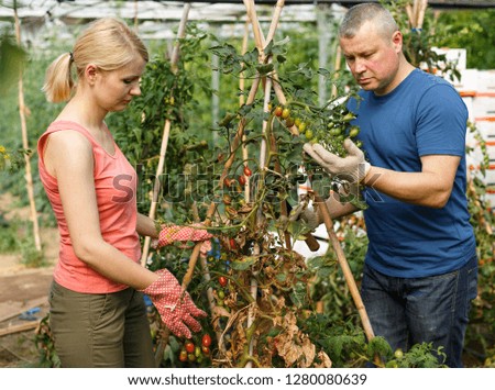 Couple of confident farmers working in greenhouse, cultivating organic tomatoes

