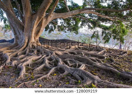 big tree root Royalty-Free Stock Photo #128009219