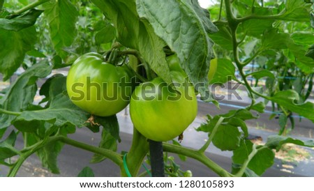 a picture of a growing tomato