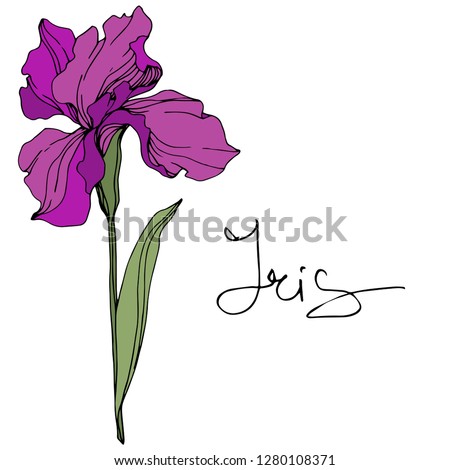 Vector Purple iris. Floral botanical flower. Wild spring leaf wildflower. Engraved ink art. Isolated iris illustration element.