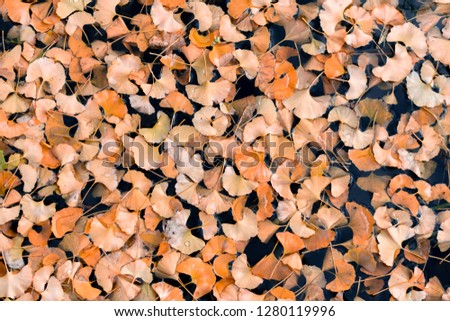 Autumn Leafs in Water