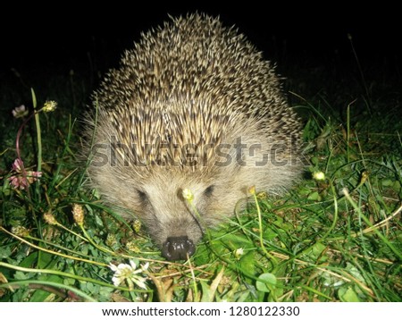 Hedgehog Snout Picture