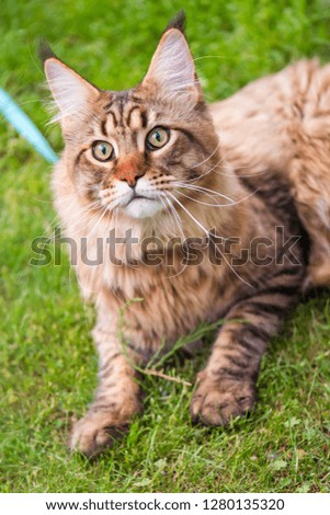 Portrait of Maine Coon Cat at park. Young cute Cat with leash. Pets walking outdoor adventure on green grass.