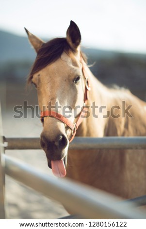A crazy horse take out his tongue when i pictured him . 
