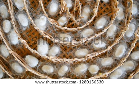 Sericulture on wooden basket, silk production of Thailand. Silk production of Thailand. Silkworm close-up Sericulture on bamboo weaving basket. Royalty-Free Stock Photo #1280156530