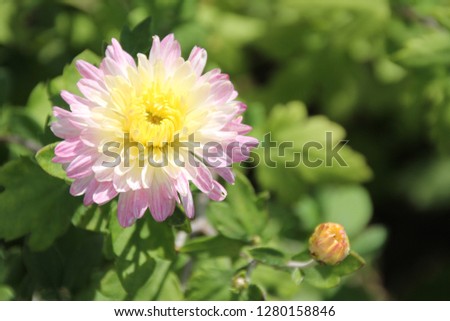 bloom on a green background, chrysanthemum flowers, close-up chrysanthemum