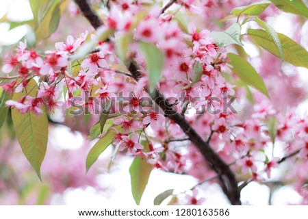 thailand sakura flower
