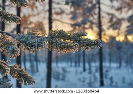 Pine snow branch, winter landscape with the pine forest and sunset, Shallow depth-of-field
