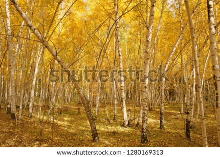Golden Ural autumn
